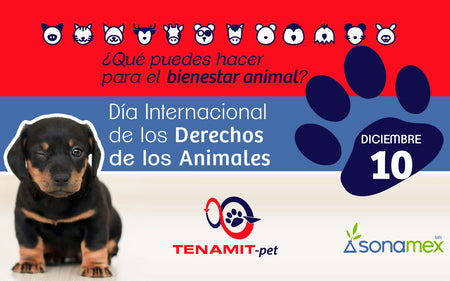¿Qué puedes hacer para el bienestar animal? Día Internacional de los Derechos de los Animales