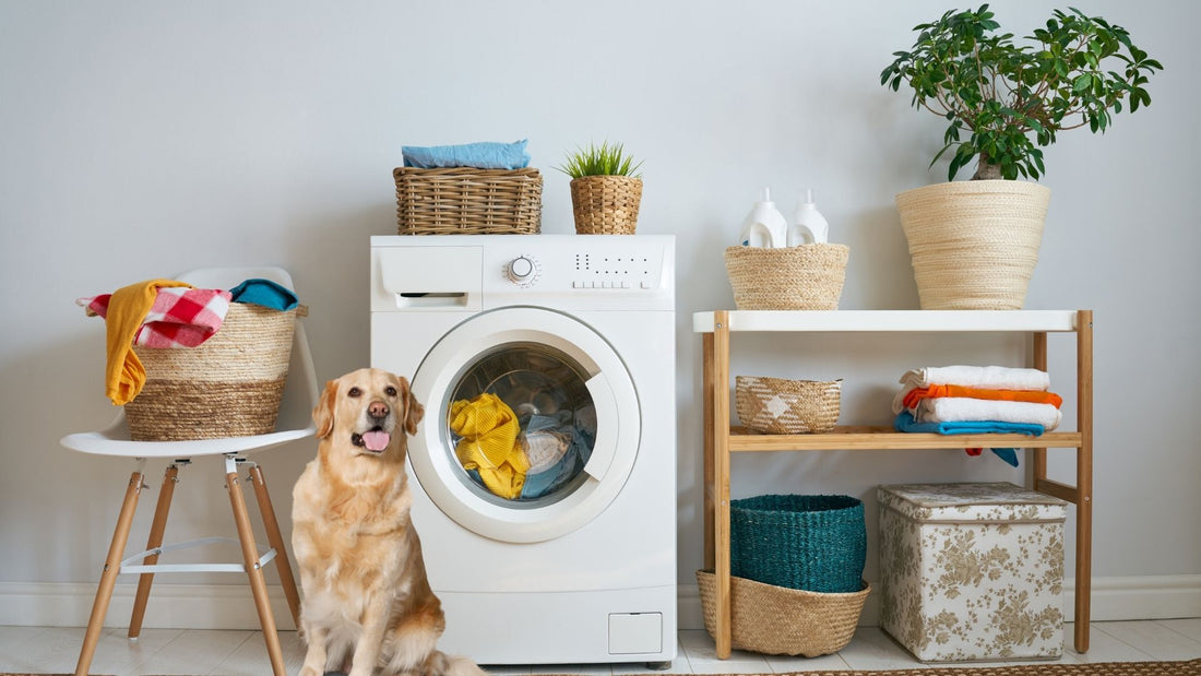 ¿Tu perrito le tiene miedo a la lavadora?