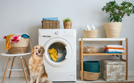 ¿Tu perrito le tiene miedo a la lavadora?